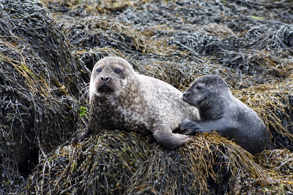 Number of dead seals along Caspian coast rises to 850