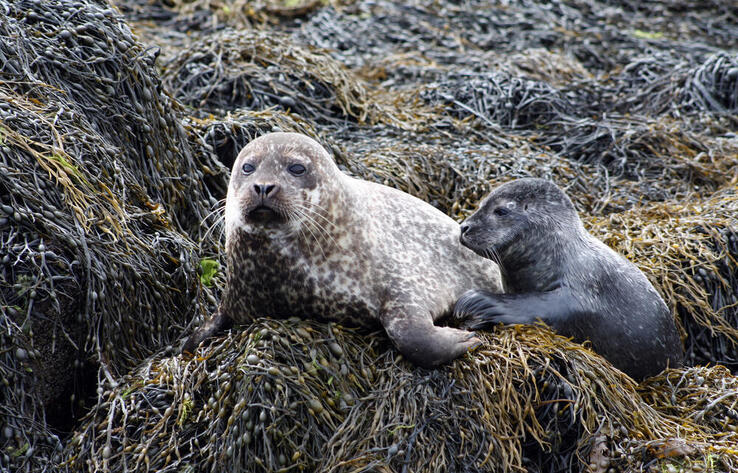 Number of dead seals along Caspian coast rises to 850