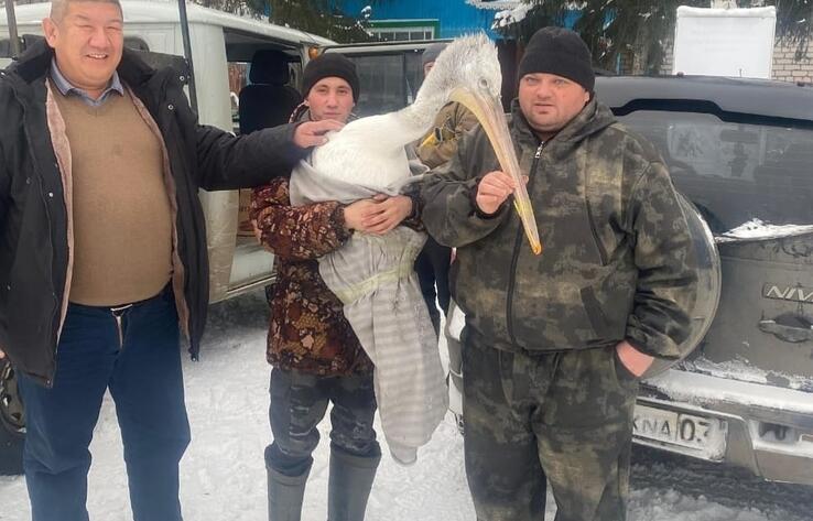 В Бурабае спасли обессиленного пеликана