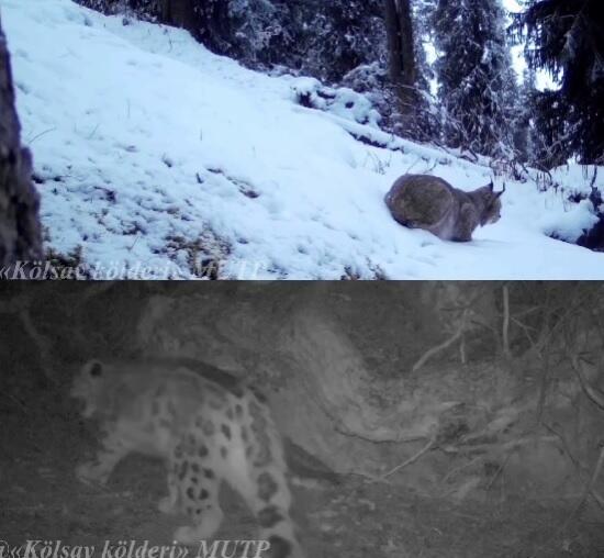 Снежного барса и туркестанскую рысь засняли фотоловушки на Кольсайских озерах