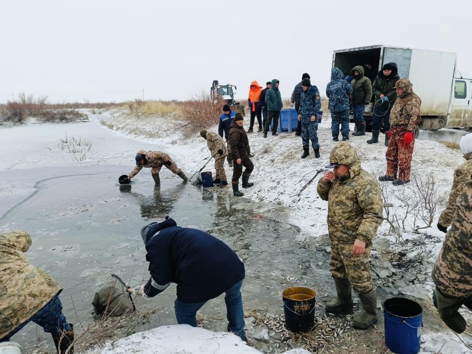 В Атырауской области спасли почти два млн молоди рыб