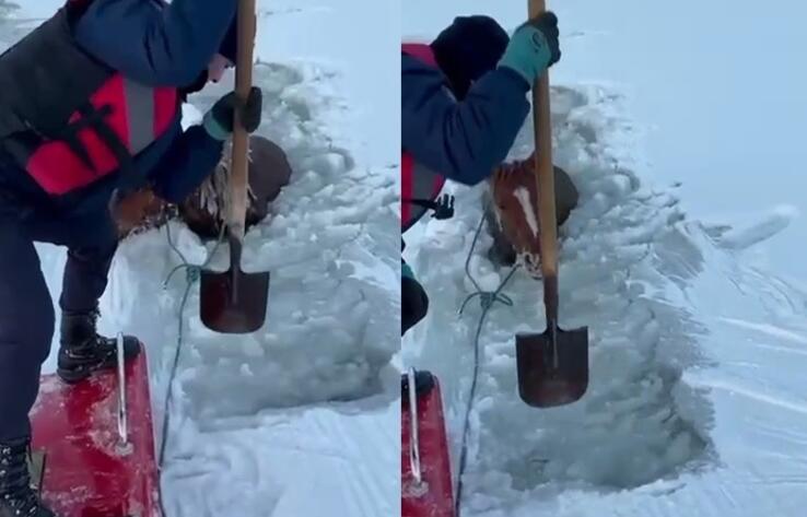 В Актобе спасли замерзающую во льду лошадь