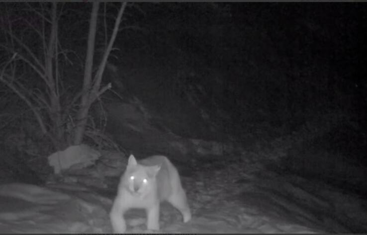 В нацпарке в Туркестанской области фотоловушки запечатлели редких животных