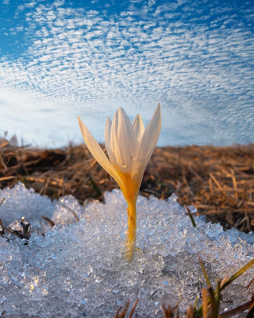 Алматыда бәйшешек гүлдеді. Сурет: instagram/dots_foto