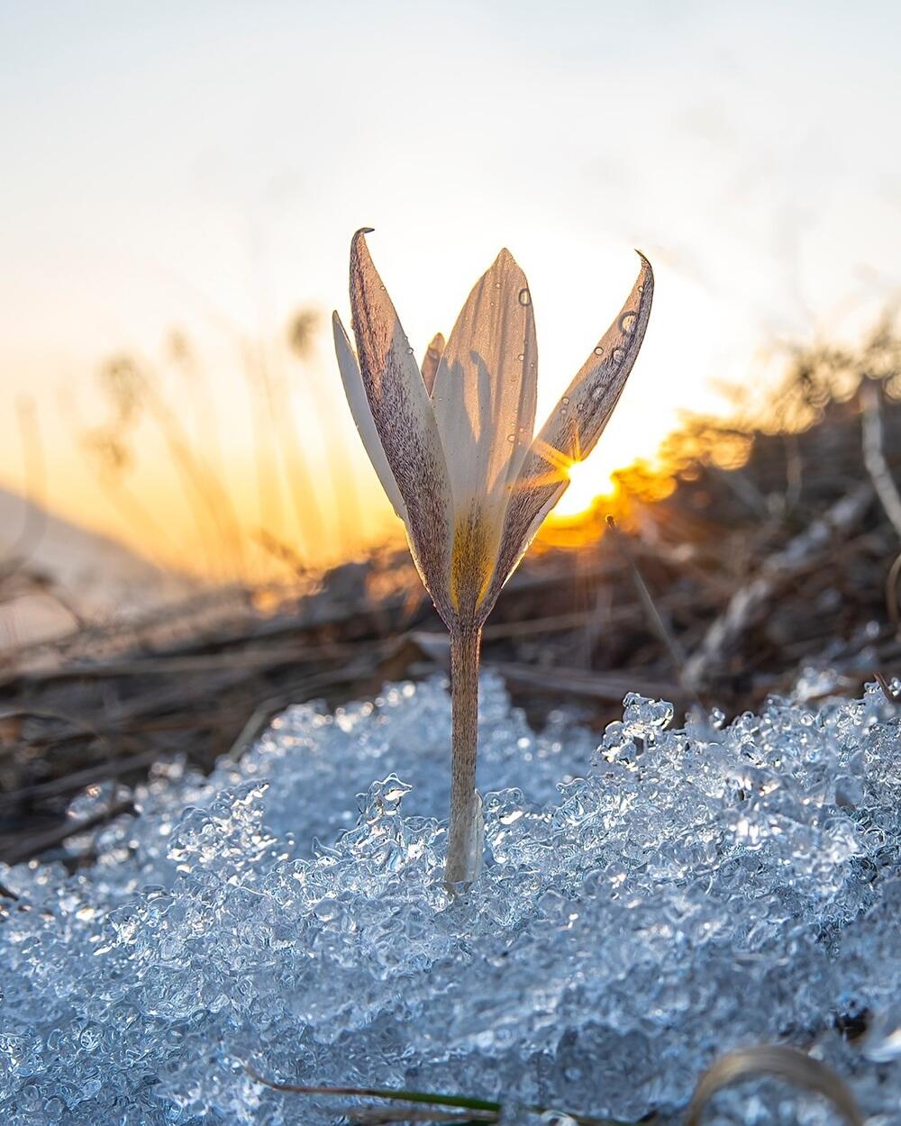 Алматыда бәйшешек гүлдеді. Сурет: instagram/dots_foto