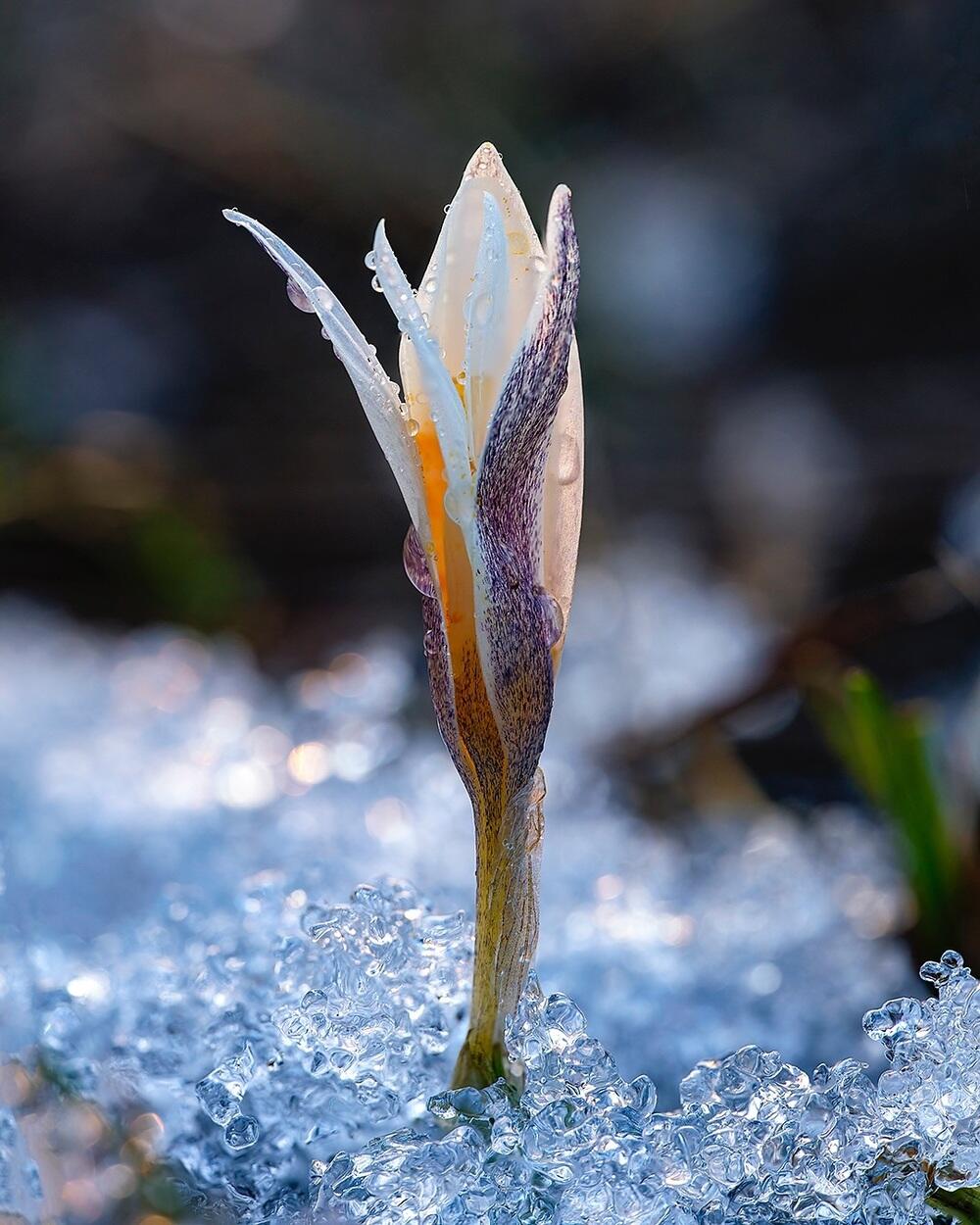 Алматыда бәйшешек гүлдеді. Сурет: instagram/dots_foto