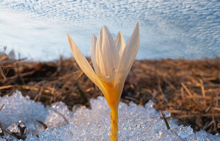 Snowdrops bloom in Almaty