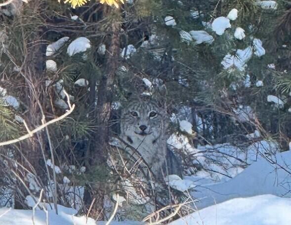 Beauty And Danger In One Shot: Graceful Lynx Caught In The Frame Near The Forestry In Pavlodar