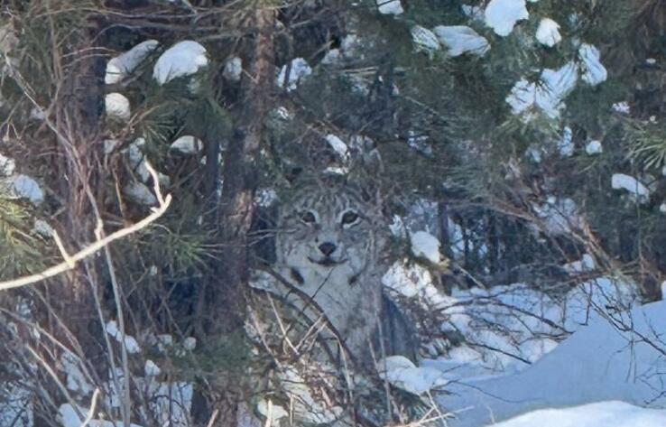 Beauty And Danger In One Shot: Graceful Lynx Caught In The Frame Near The Forestry In Pavlodar